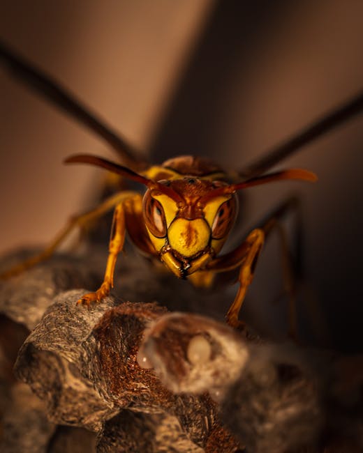 Wasp